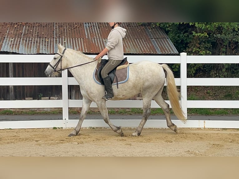 Camargue Stute 5 Jahre 148 cm Schimmel in Morsbach