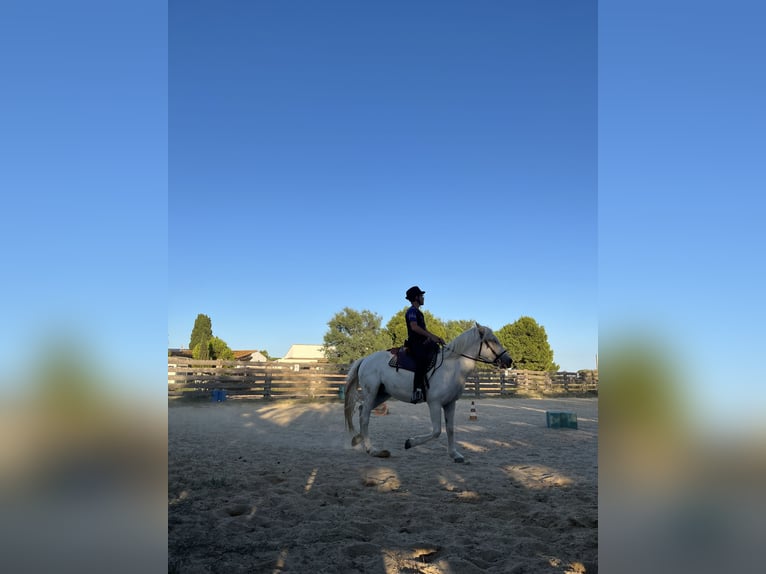 Camargue Stute 8 Jahre 145 cm White in Rochefort-du-Gard