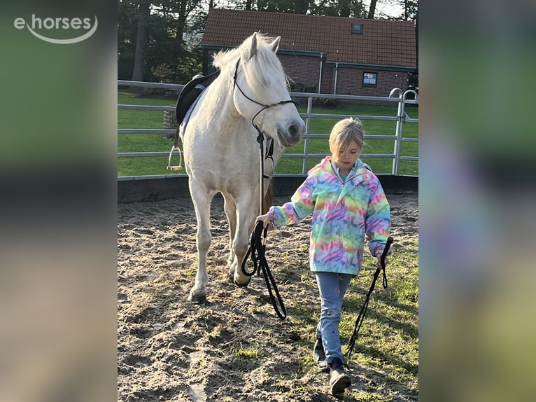 Camargue Stute 8 Jahre 148 cm Schimmel in Ochtrup