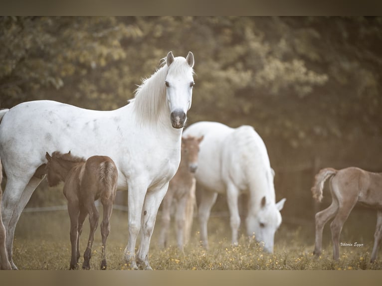 Camargue Stute Fohlen (05/2026) 147 cm Schimmel in Scheffau am Wilden Kaiser