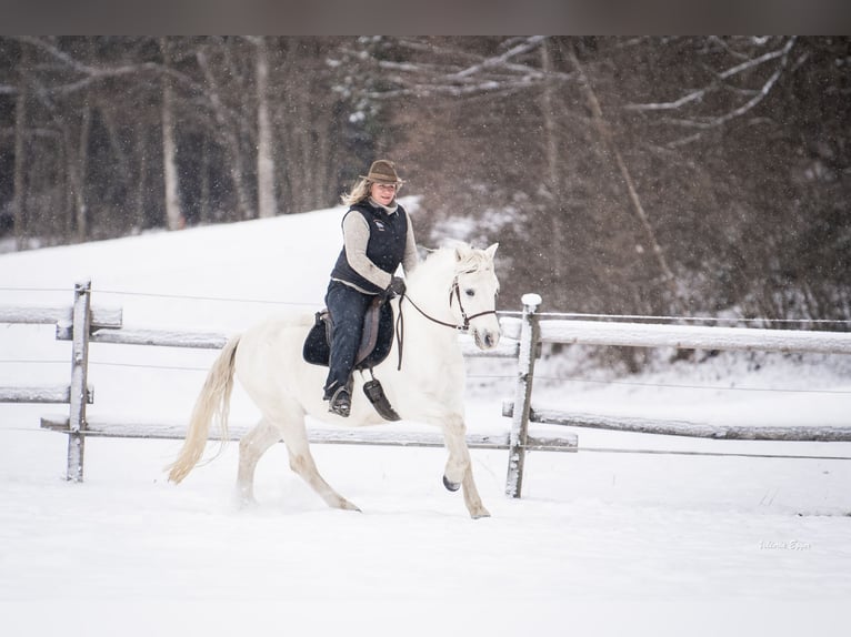Camargue Wałach 10 lat 145 cm Siwa in Scheffau am Wilden Kaiser