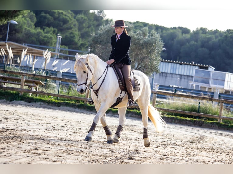 Camargue Wałach 14 lat 148 cm Siwa in Istres