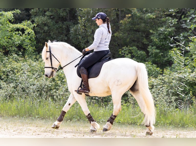 Camargue Wałach 14 lat 148 cm Siwa in Istres