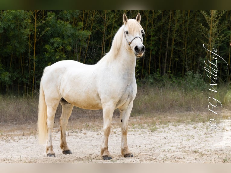 Camargue Wałach 14 lat 148 cm Siwa in Istres