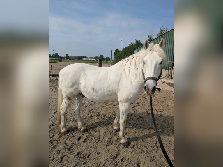 Camargue Wałach 15 lat 150 cm Siwa in Groenekan