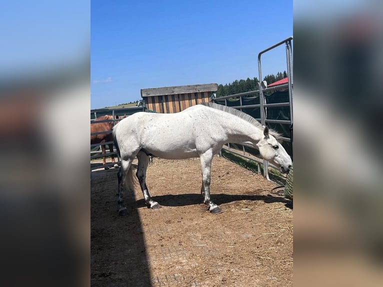 Camargue Mix Wałach 16 lat 143 cm Siwa in Dauchingen