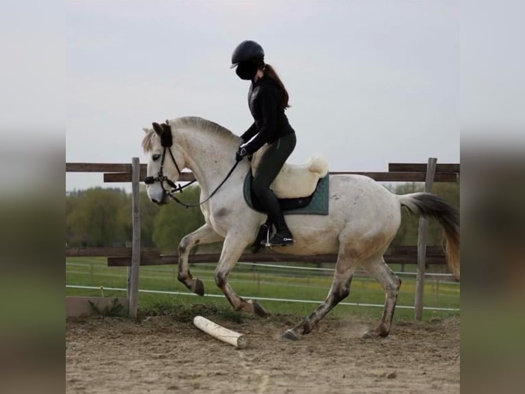 Camargue Mix Wałach 16 lat 143 cm Siwa in Dauchingen