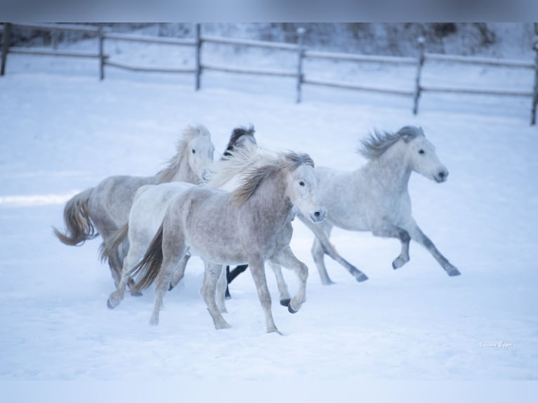 Camargue Wałach 2 lat 147 cm Siwa in Scheffau am Wilden Kaiser