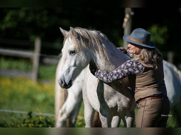 Camargue Wałach 2 lat 147 cm Siwa in Scheffau am Wilden Kaiser