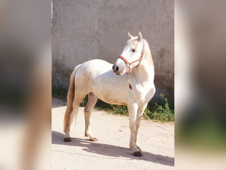 Camargue Wałach 3 lat 145 cm Siwa in Saint Jean sur reyssouze