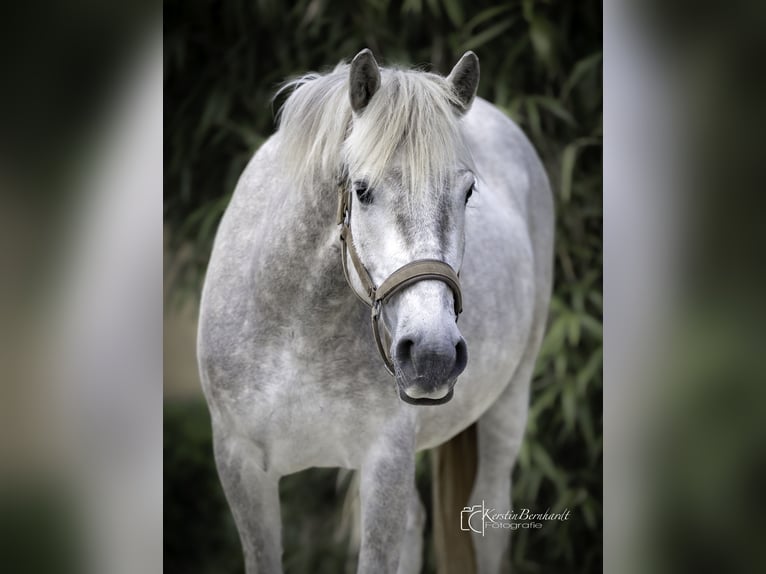 Camargue Wałach 3 lat 150 cm Siwa in Ratingen