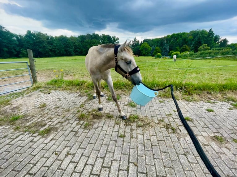 Camargue Wałach 3 lat 150 cm Siwa in Ratingen