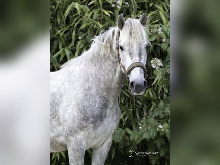 Camargue Wałach 3 lat 150 cm Siwa in Ratingen