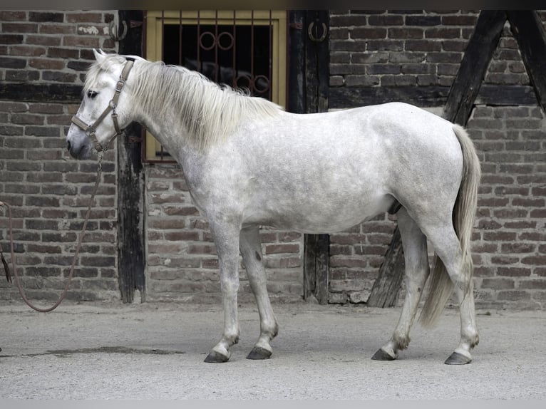 Camargue Wałach 3 lat 150 cm Siwa in Ratingen