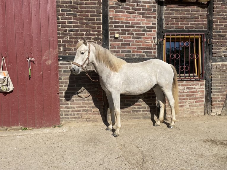 Camargue Wałach 3 lat 150 cm Siwa in Ratingen