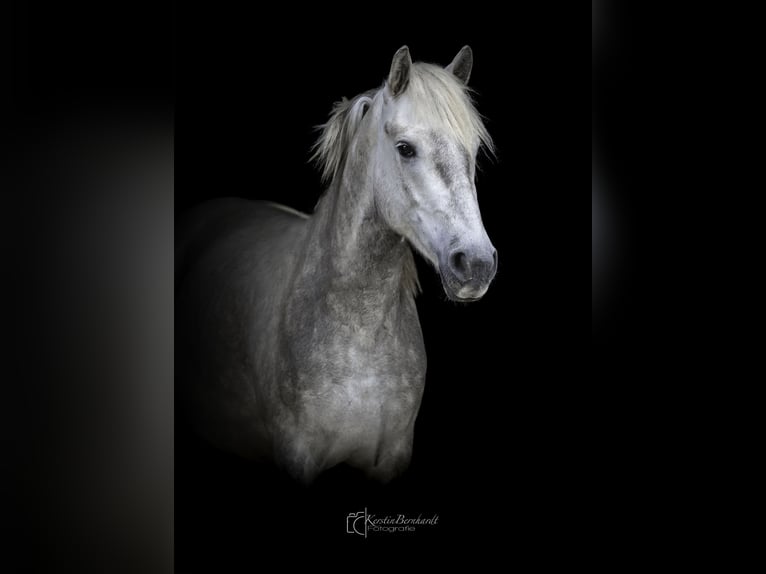 Camargue Wałach 3 lat 150 cm Siwa in Ratingen
