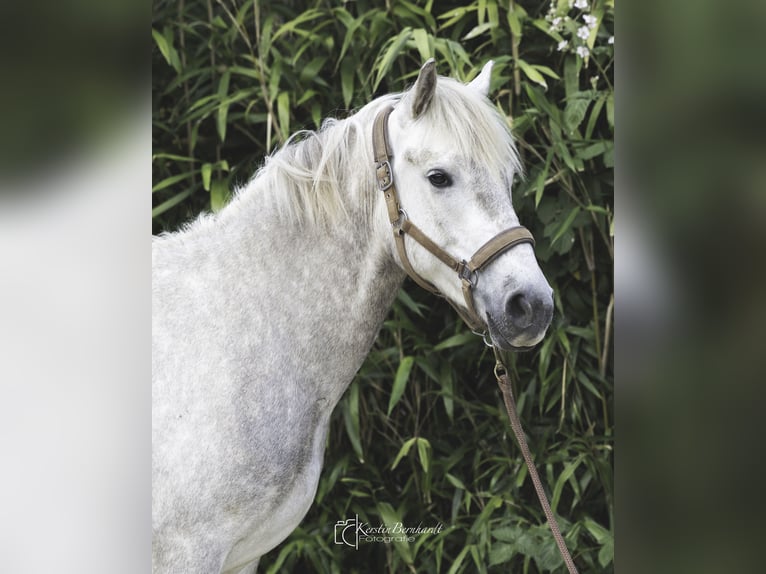 Camargue Wałach 3 lat 150 cm Siwa in Ratingen