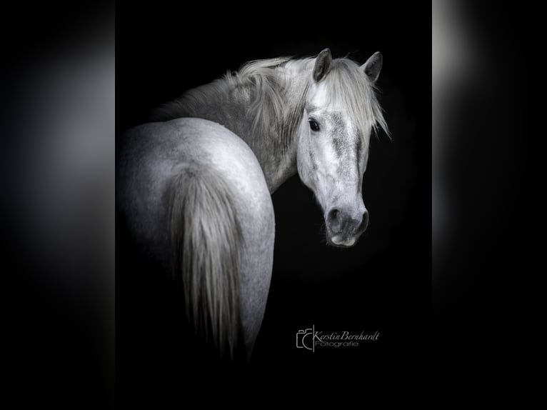 Camargue Wałach 3 lat 150 cm Siwa in Ratingen