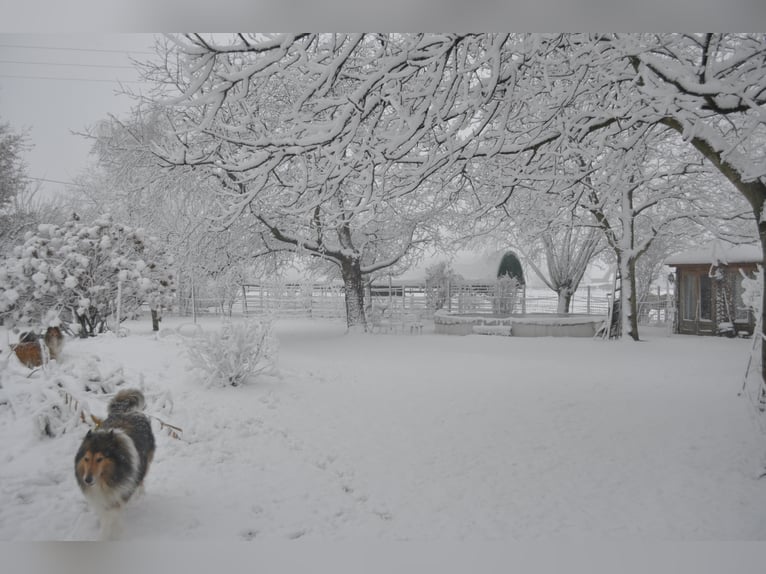 Camargue Wałach 6 lat 142 cm Siwa in Wesel