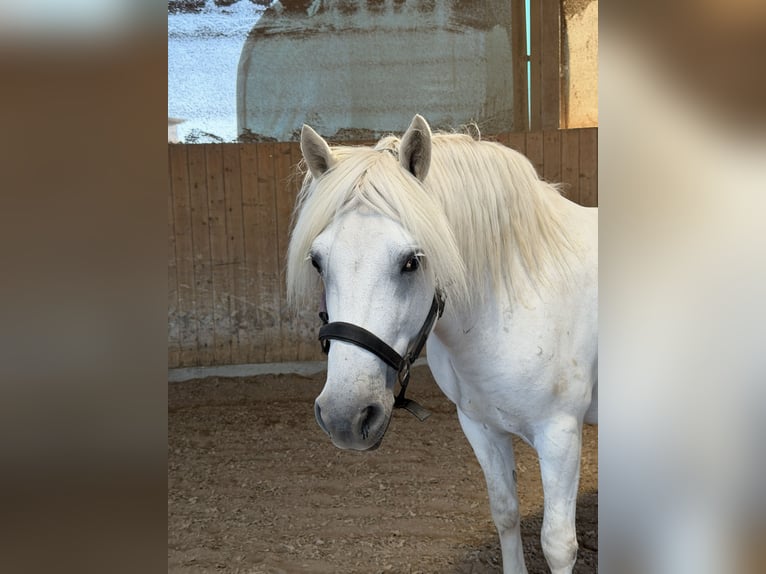Camargue Wałach 8 lat 143 cm Siwa in Ober-Mörlen