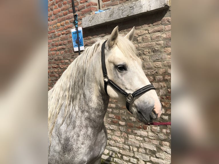 Camargue Wałach 9 lat Siwa in Jodoigne
