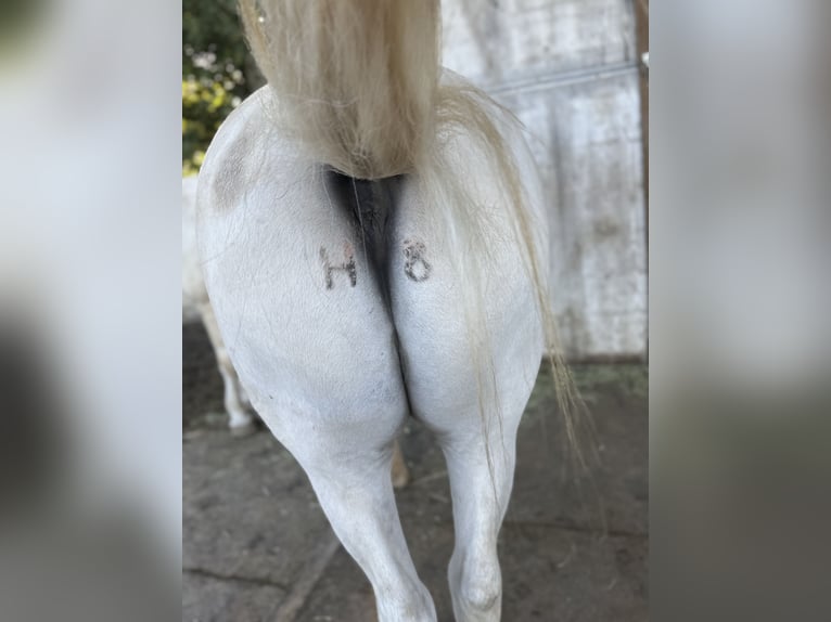 Camargue Wałach 9 lat Siwa in Jodoigne