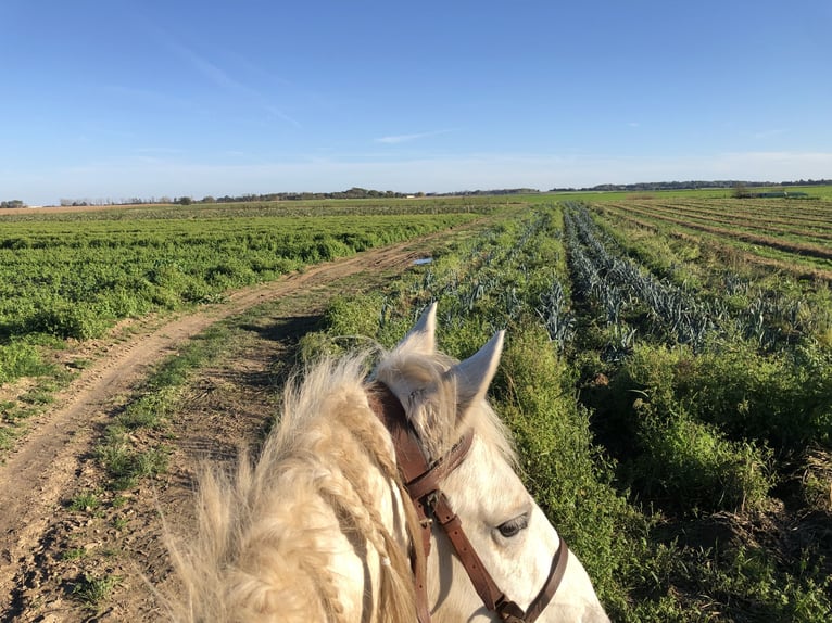 Camargue Wałach 9 lat Siwa in Jodoigne