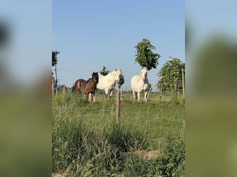 Camargue Wałach 9 lat Siwa in Jodoigne