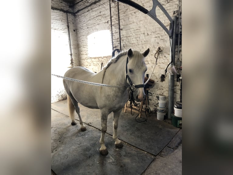 Camargue Wałach 9 lat Siwa in Jodoigne