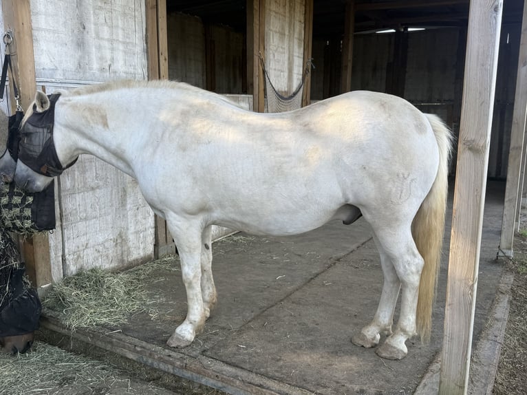 Camargue Wałach 9 lat Siwa in Jodoigne