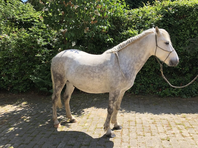 Camargue Wałach 9 lat Siwa in Jodoigne