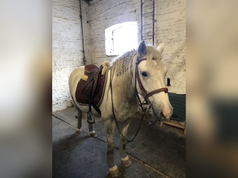 Camargue Wałach 9 lat Siwa in Jodoigne