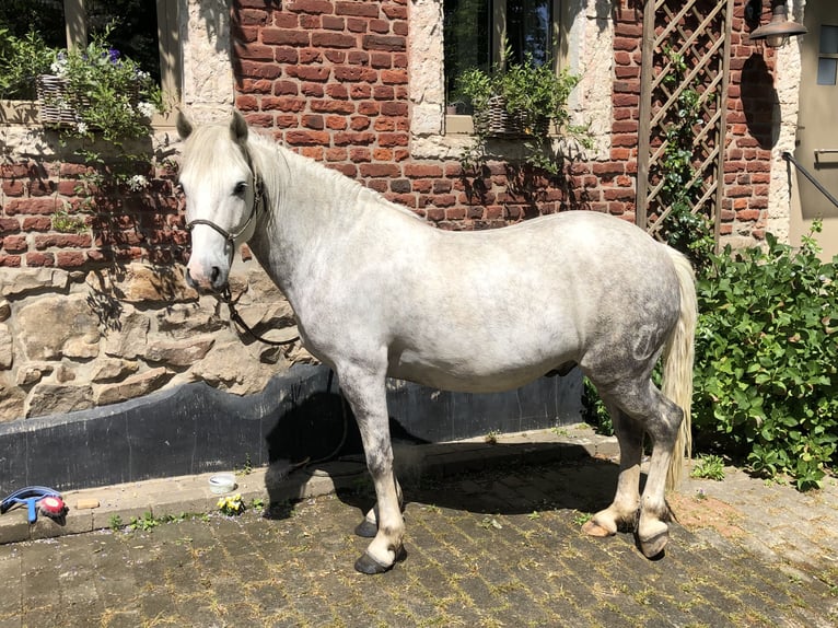Camargue Wałach 9 lat Siwa in Jodoigne