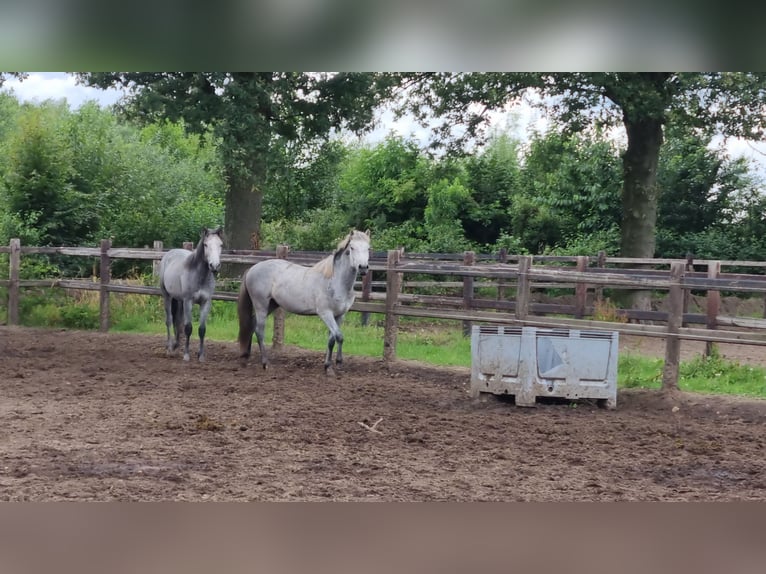 Camargue Wałach 1 Rok 145 cm Siwa in Rijkevoort-De Walsert