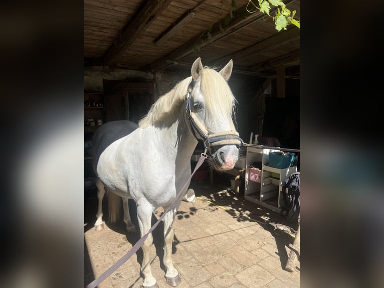 Camargue Wallach 10 Jahre 144 cm Schimmel in Stallhofen