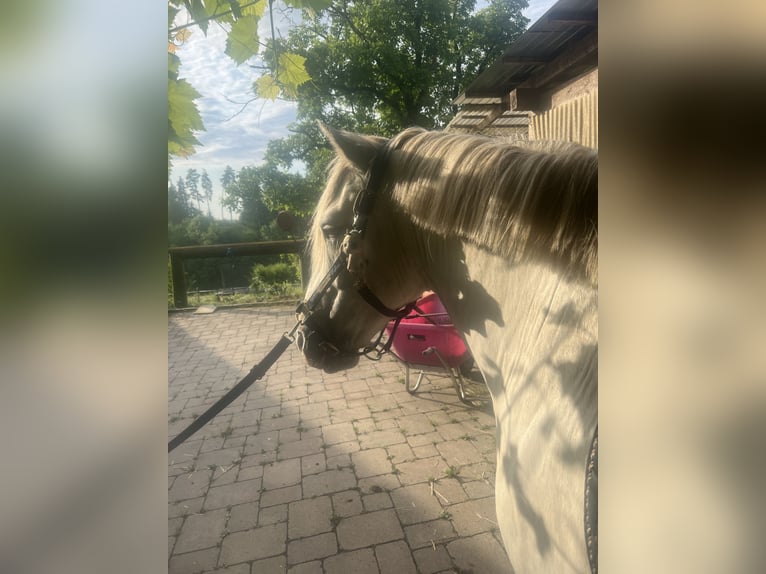 Camargue Wallach 10 Jahre 144 cm Schimmel in Stallhofen