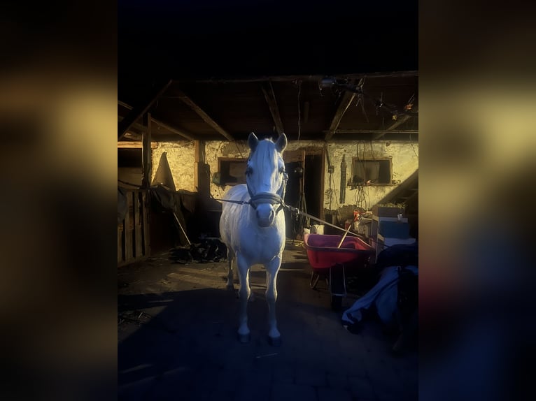 Camargue Wallach 10 Jahre 144 cm Schimmel in Stallhofen