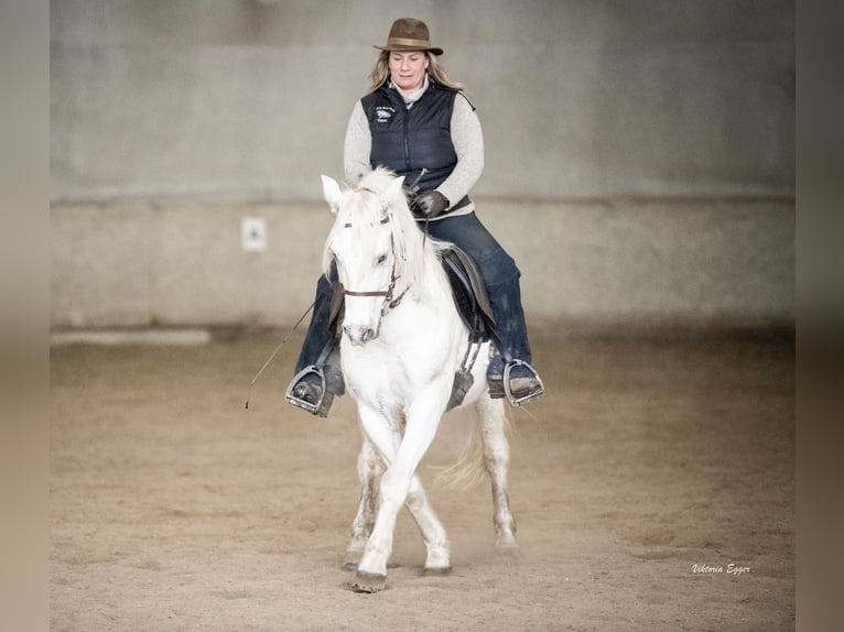 Camargue Wallach 10 Jahre 145 cm Schimmel in Scheffau am Wilden Kaiser