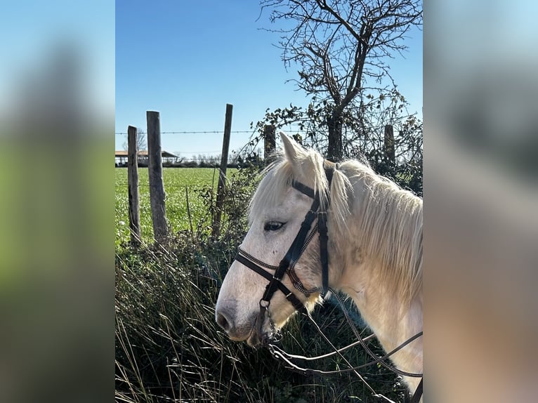 Camargue Wallach 11 Jahre 150 cm Schimmel in Mudau