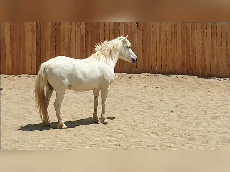 Camargue Wallach 12 Jahre 143 cm in Laroque-de-Fa