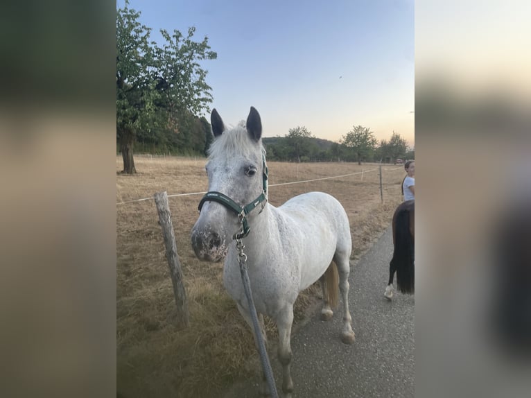 Camargue Mix Wallach 13 Jahre 138 cm Fliegenschimmel in Gempen