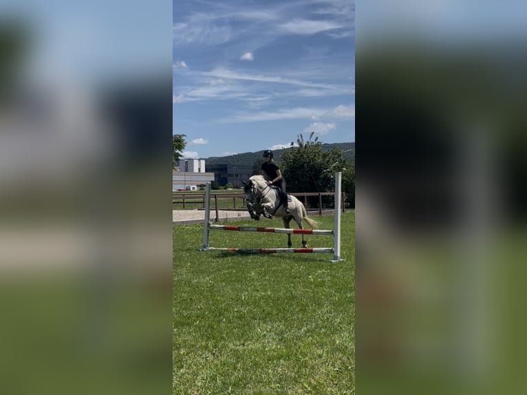 Camargue Mix Wallach 13 Jahre 138 cm Fliegenschimmel in Gempen