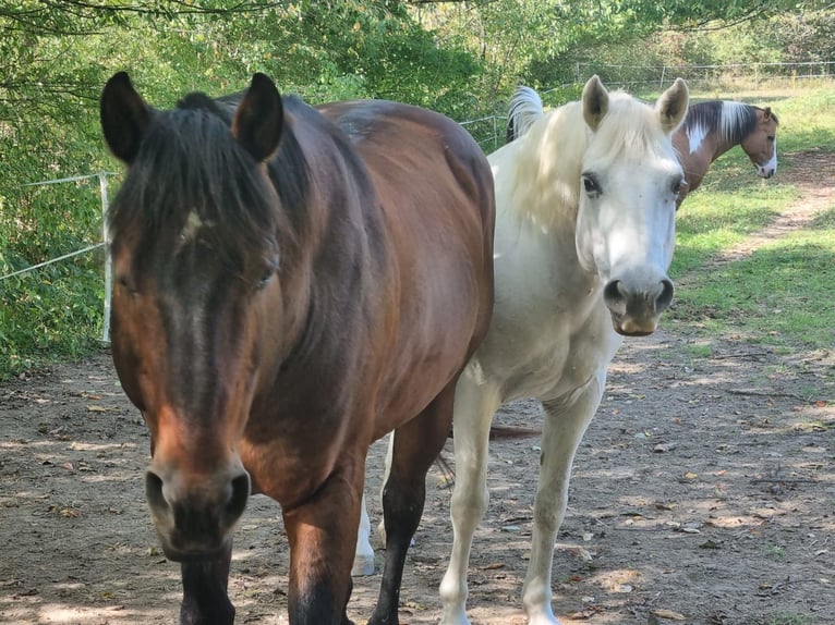 Camargue Wallach 14 Jahre 146 cm Schimmel in Zaisenhausen