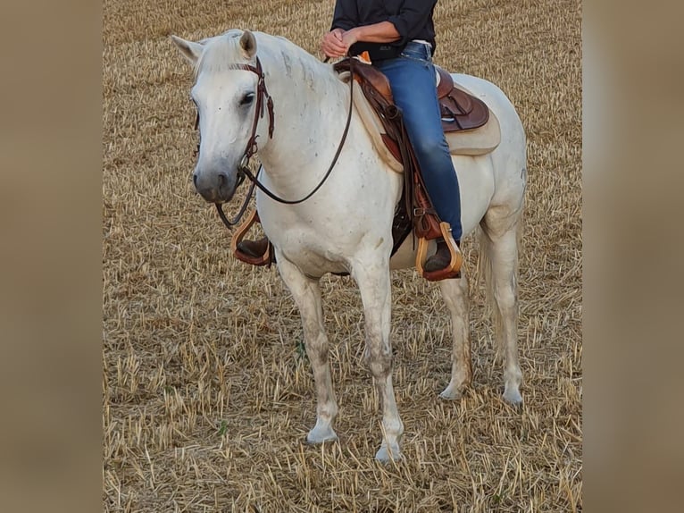 Camargue Wallach 14 Jahre 146 cm Schimmel in Zaisenhausen