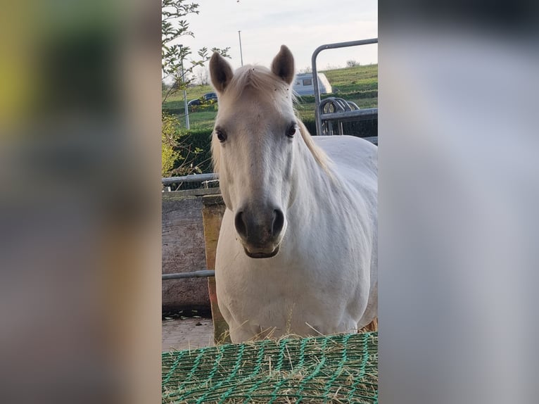 Camargue Wallach 14 Jahre 146 cm Schimmel in Zaisenhausen