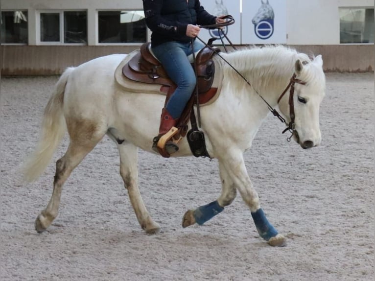 Camargue Wallach 14 Jahre 146 cm Schimmel in Zaisenhausen