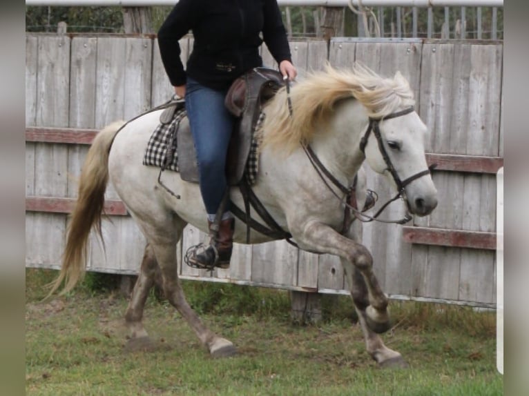 Camargue Wallach 14 Jahre 146 cm Schimmel in Zaisenhausen