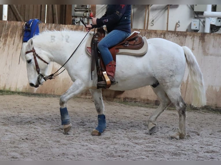 Camargue Wallach 14 Jahre 146 cm Schimmel in Zaisenhausen
