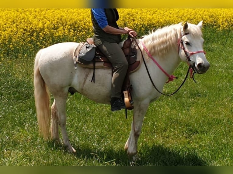Camargue Wallach 14 Jahre 146 cm Schimmel in Zaisenhausen