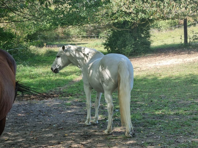 Camargue Wallach 14 Jahre 146 cm Schimmel in Zaisenhausen
